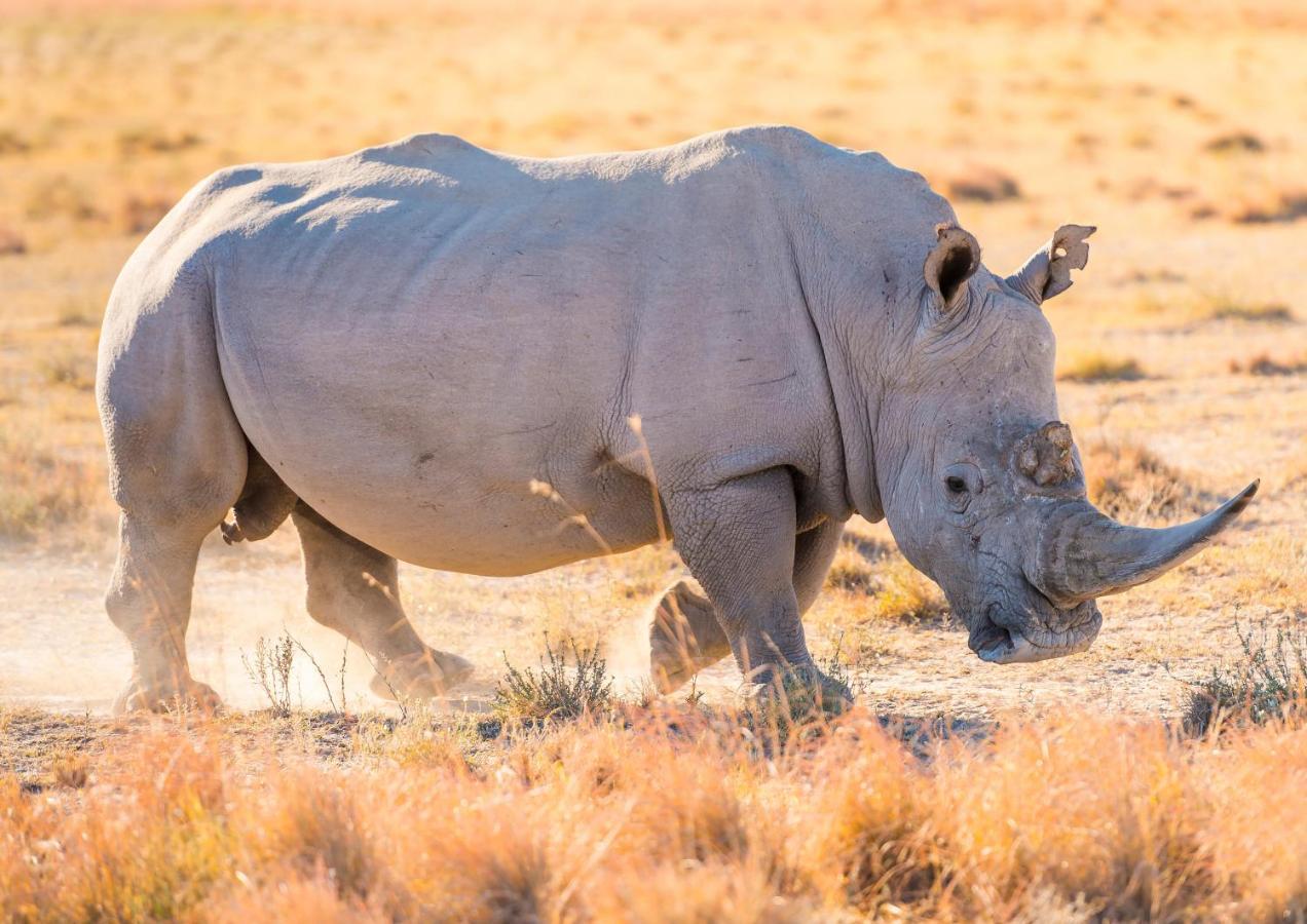 Lions Rock Rapids - Luxury Tented Camp Hazyview Luaran gambar
