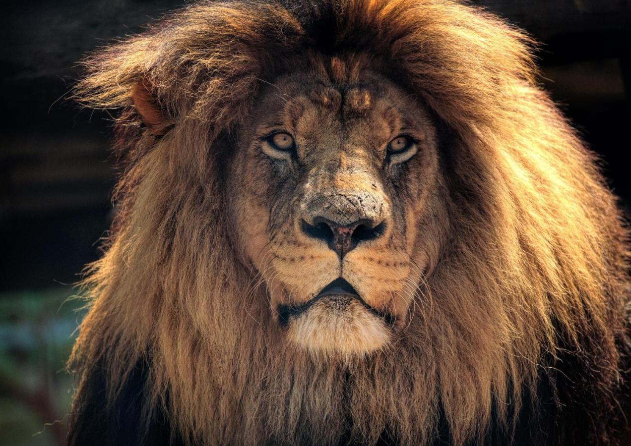 Lions Rock Rapids - Luxury Tented Camp Hazyview Luaran gambar